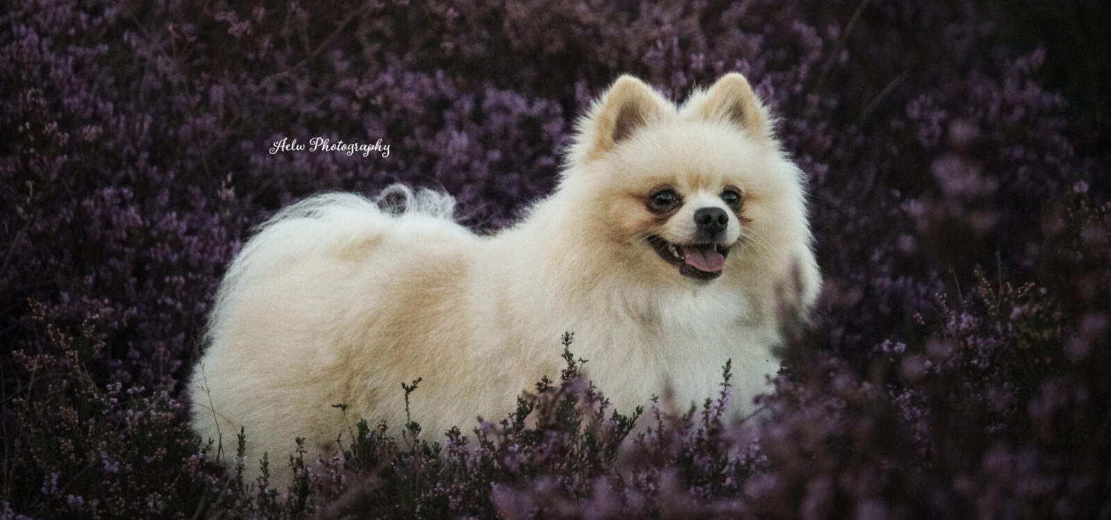 Welkom op de website van aelwphotography.nl